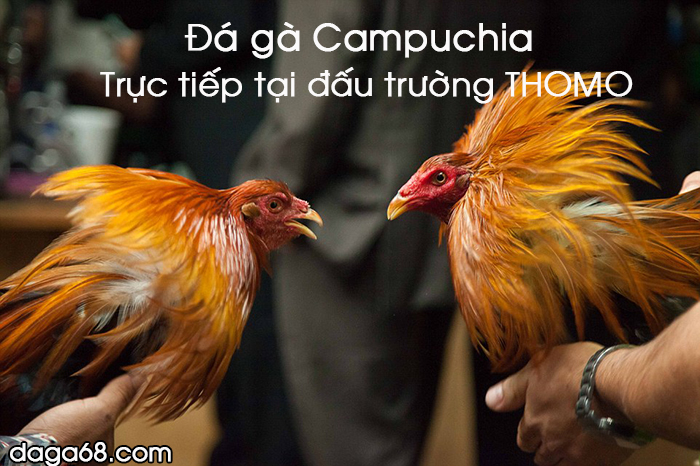 Đá gà Thomo Campuchia mới nhất với Daga68.