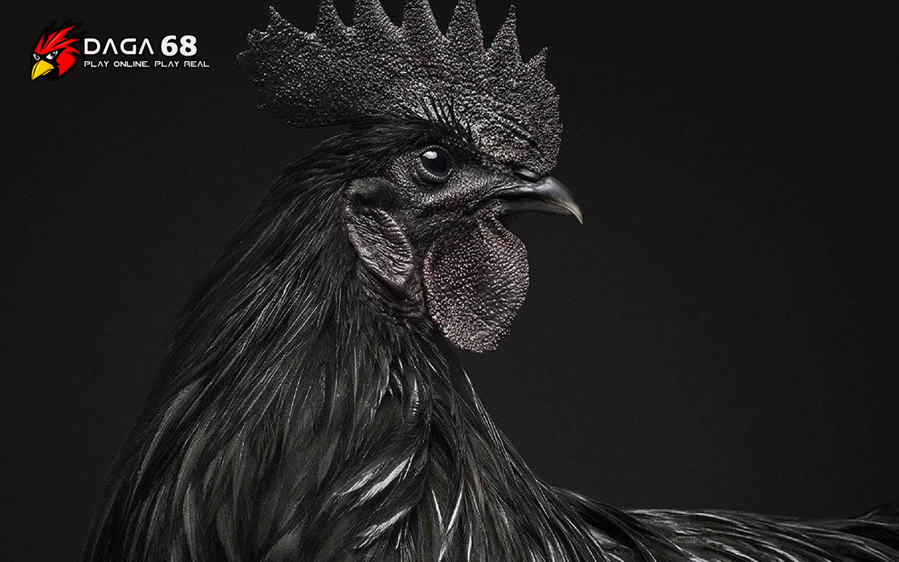 Top 25 giống gà kỳ lạ nhất thế giới – P1