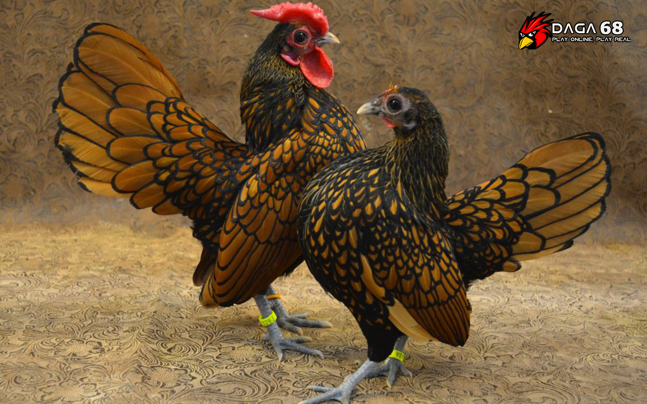Top 25 giống gà kỳ lạ nhất thế giới – P2