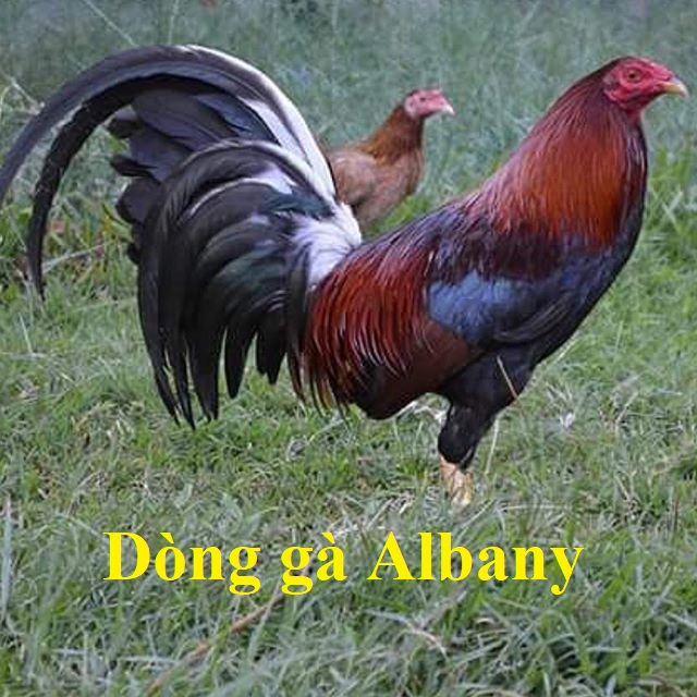 Sự tích kiếm tiền cực đã với giống gà Albany
