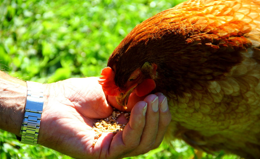 Bổ sung vitamin C cho gà : Tăng sức đề kháng – nâng cao sức khỏe